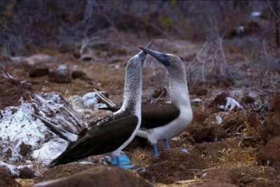 Blue Footed Booby courtship display