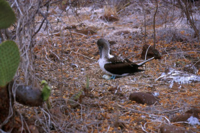 Blue Footed Booby on a nest tending its eggs