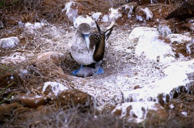 Blue Footed Booby tending a chick