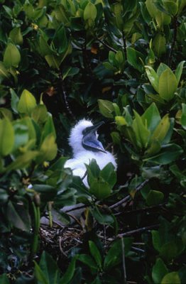 Red Footed Booby chick