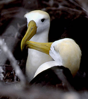Waved Albatrosses