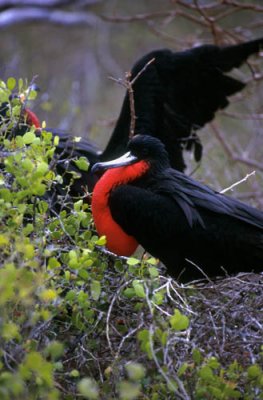 Frigatebird