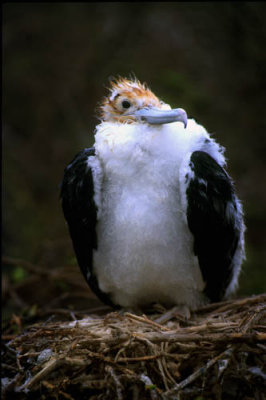 Frigatebird chick