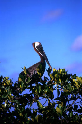 Brown Pelican