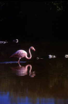 Albatrosses & large birds