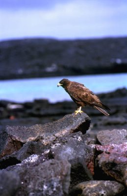 Galapagos Hawk adult