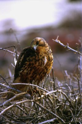 Galapagos Hawk juvenile
