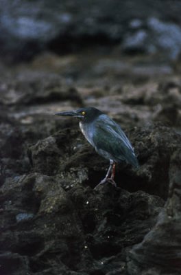 Lava Heron