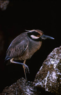 Yellow Crowned Night Heron