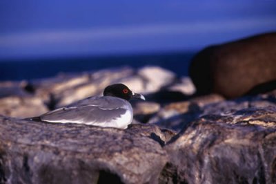 Swallow Tailed Gull
