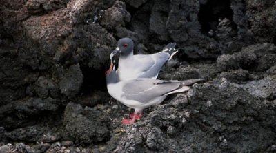 Swallow Tailed Gulls