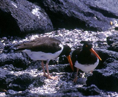 American Oystercatchers on a nest