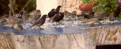 Darwin's Finches at Jacqueline de Roy's home