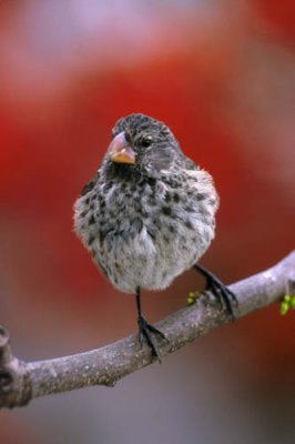 Large Tree Finch