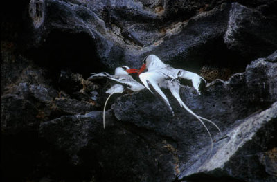 Red Billed Tropicbirds