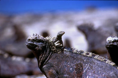 Marine Iguana with a lava lizard hat (aka Iggy Boone)