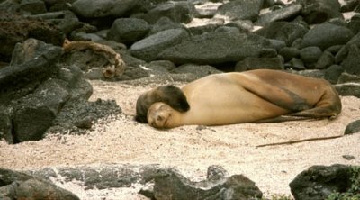 Sea lion with pup