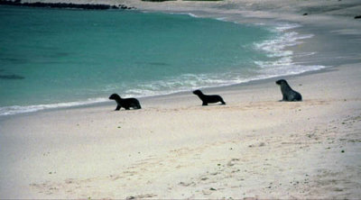 Sea lion pups greeted us on every beach