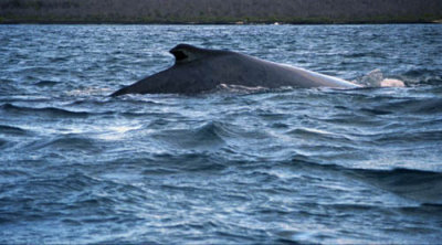 Humpback whale from our panga