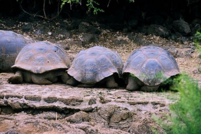 Galapagos Tortoises...tourist view