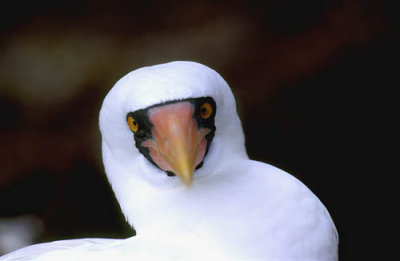 Masked (Nazca) Booby