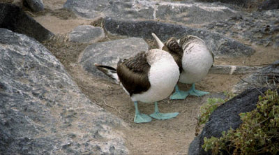 Blue Footed Boobies playing possum