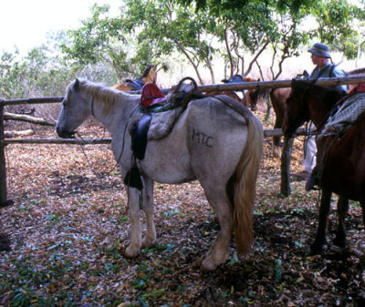 Keiths trusty steed Blanco at Sierra Negra