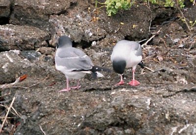 Swallow Tailed Gull courtship display