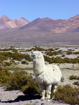 Llama