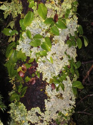 Flower and moss covered tree