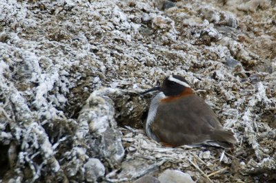 Diademed Sandpiper-Plover on nest