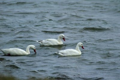 Coscoroba Swans