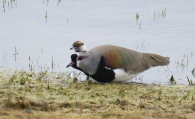 Southern Lapwing with chick