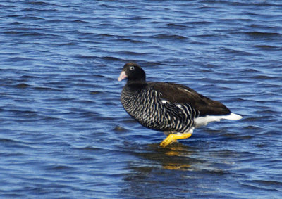 Kelp Goose female