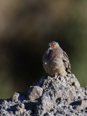 Bare-faced Ground-Dove