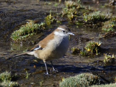 White-winged Cinclodes