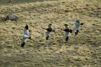 Upland Goose
