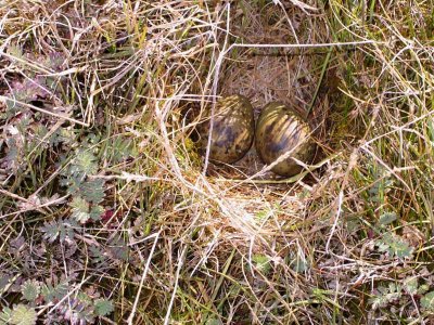 South American Snipe nest