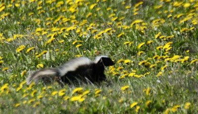 Patagonian Hog-nosed skunk