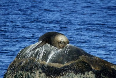 Southern sealion