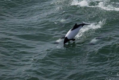 Commersons dolphin