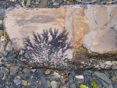 Fossil fern on a rock