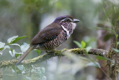 Short-legged Ground Roller