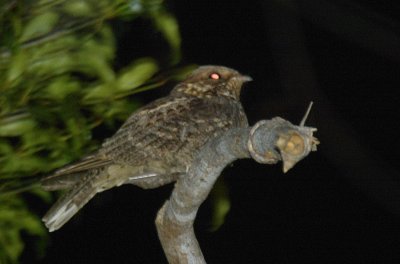 Madagascar Nightjar