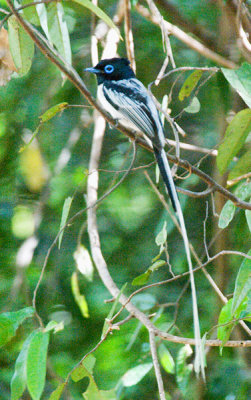 Madagascar Paradise-Flycatcher black/white form