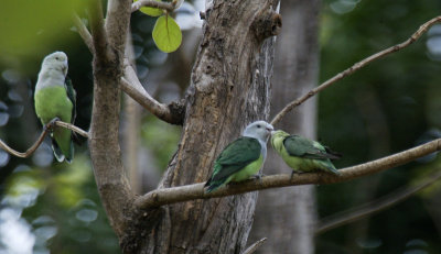 Gray-headed Lovebirds