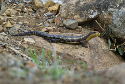 Skink spp