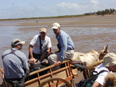 The losing cart in the oxcart race