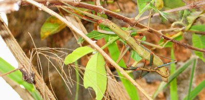 Stick insects - female and male