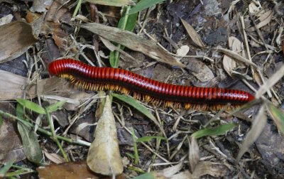 Giant red millipede